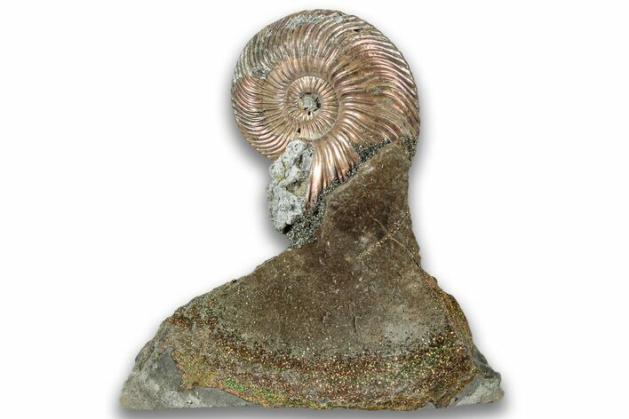 Iridescent, Pyritized Ammonite (Quenstedticeras) Fossil Display #324254